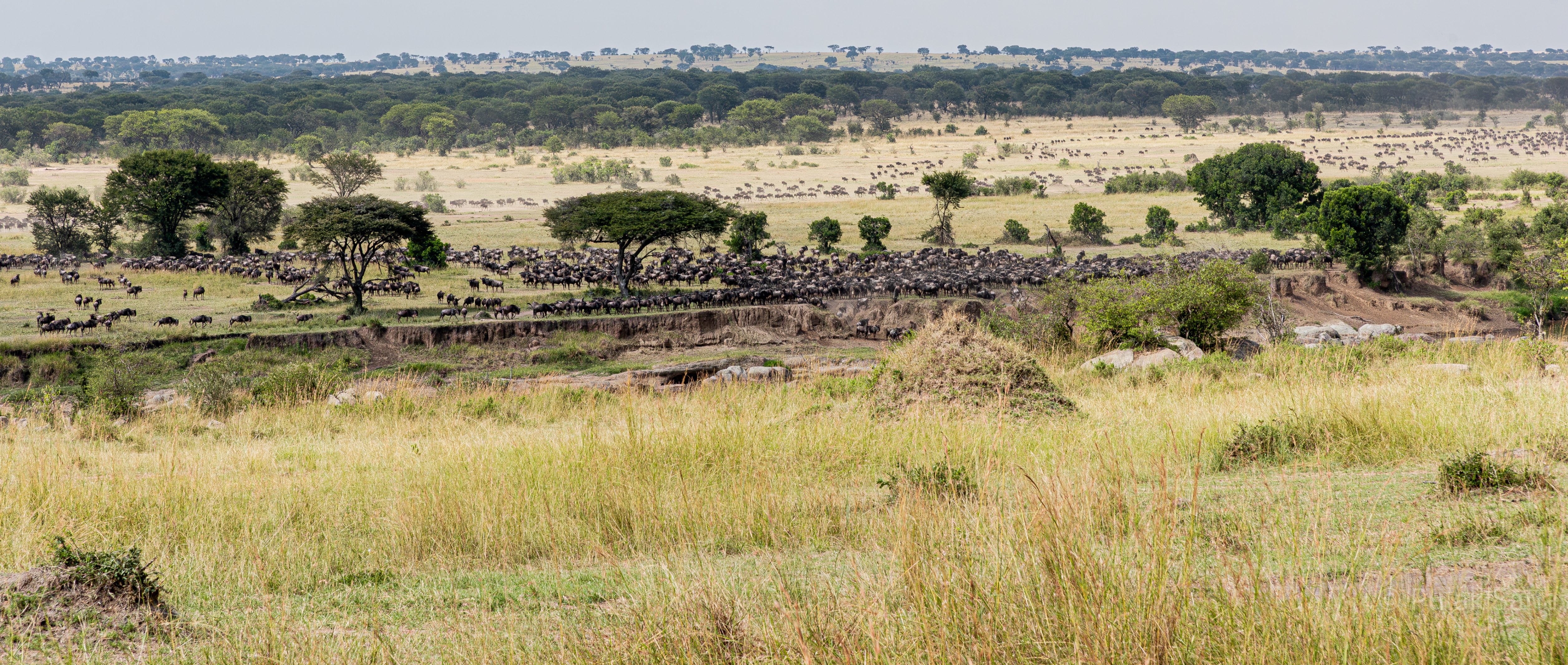 Hundred of thousands of Wildebeests